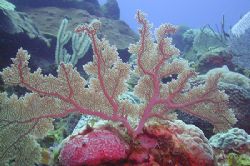 Pink Seafan from St. Eustatius. I think most Gorgonia fla... by Brian Mayes 